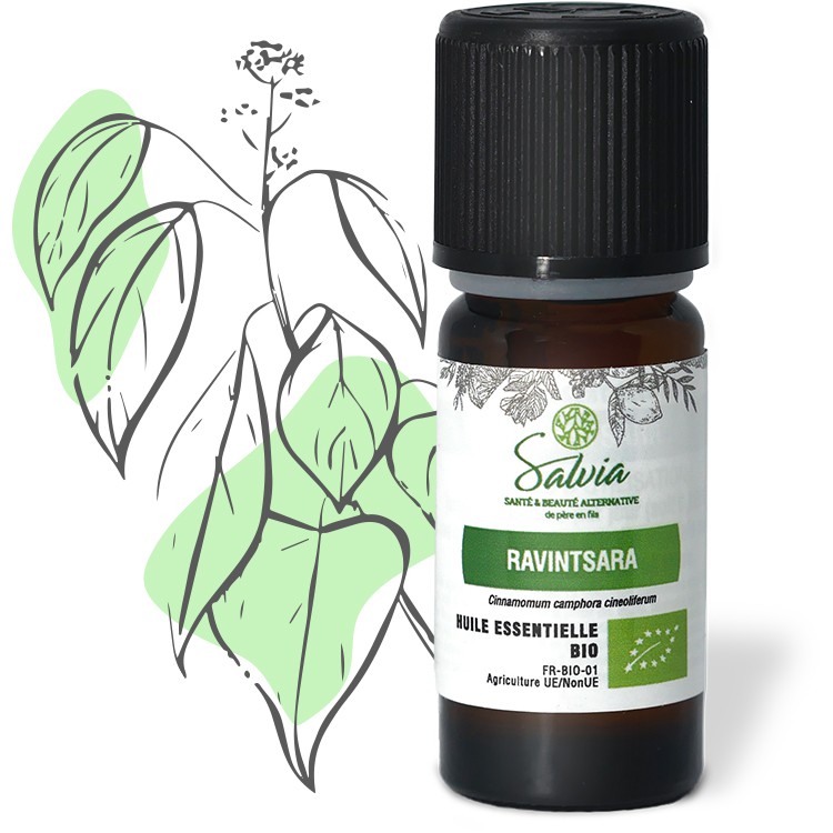 Huile essentielle bio de Ravintsara (Cinnamomum camphora)